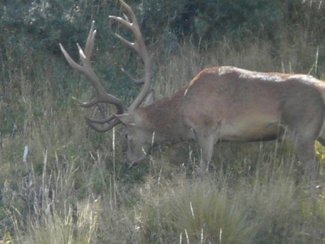 Hola. ¿Que bala utilizarias para esperas de jabali en cal. 7mm r.m.  Sabiendo que el tiro no es mas lejano 42