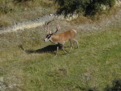 Hola. ¿Que bala utilizarias para esperas de jabali en cal. 7mm r.m.  Sabiendo que el tiro no es mas lejano 41