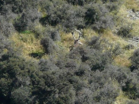Hola. ¿Que bala utilizarias para esperas de jabali en cal. 7mm r.m.  Sabiendo que el tiro no es mas lejano 40