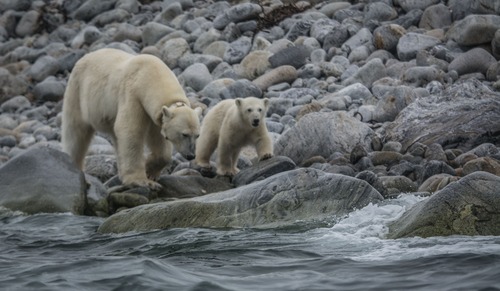 armas noruega osos polares muertes