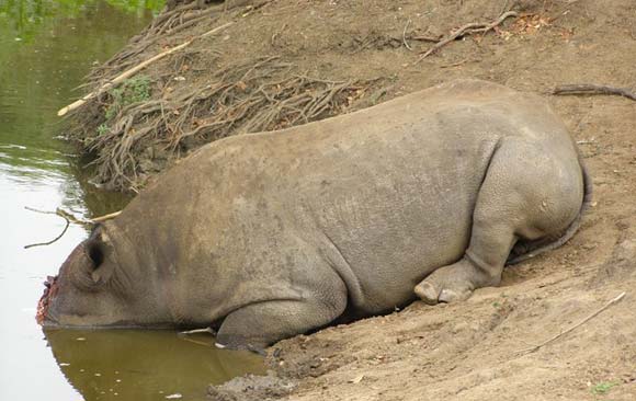 rinoceronte abatido