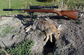 caza_17hmr