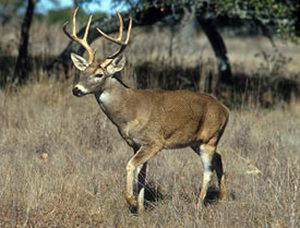 venado