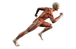 musculatura